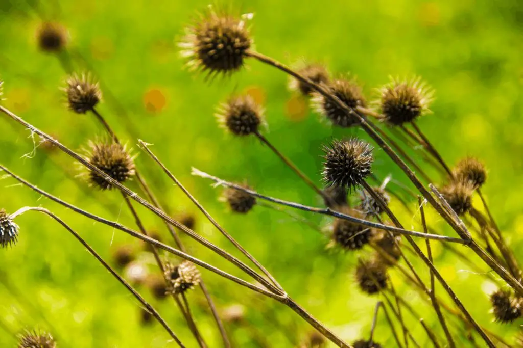 how-to-get-burrs-out-of-clothing-ninja-camping