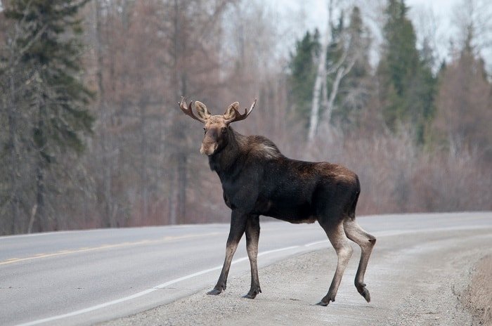 Are Moose Dangerous?