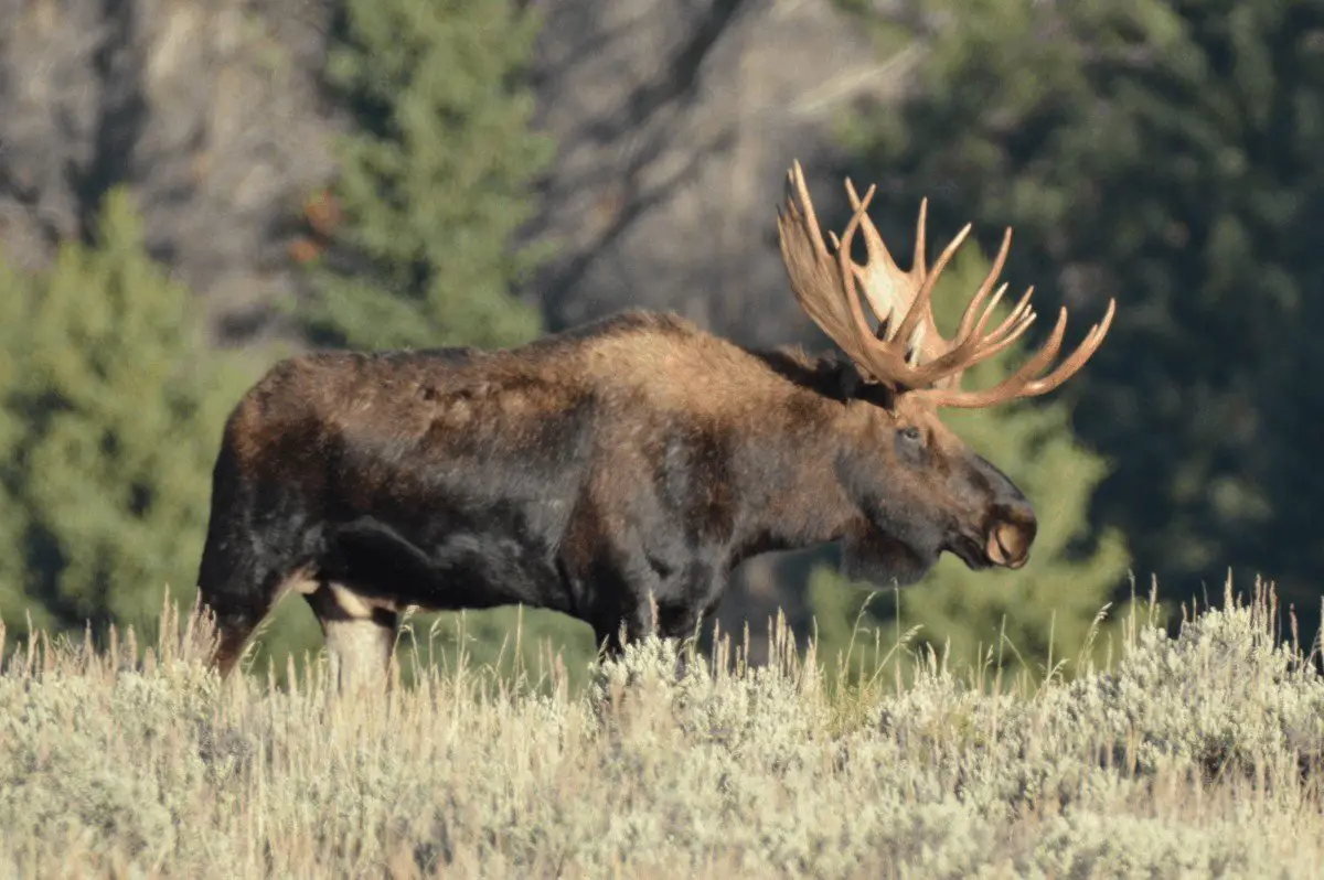 Are Moose Dangerous