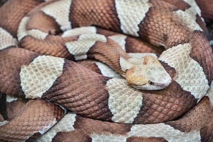 How to Identify a Copperhead Snake?