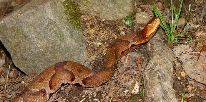 How to Identify a Copperhead Snake 