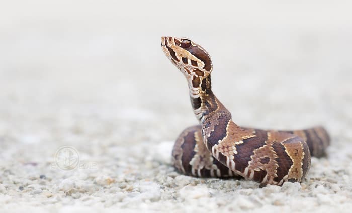 How to identify a water moccasin?