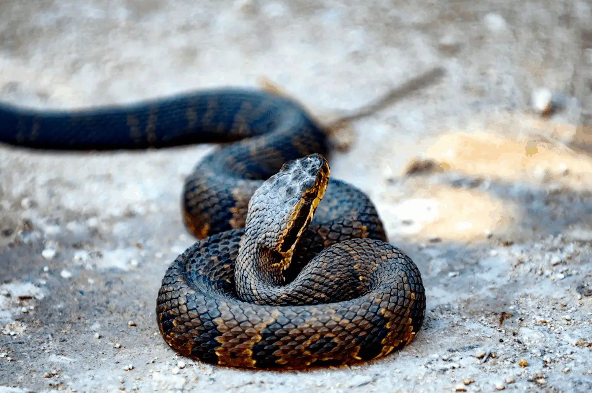 How to identify a water moccasin