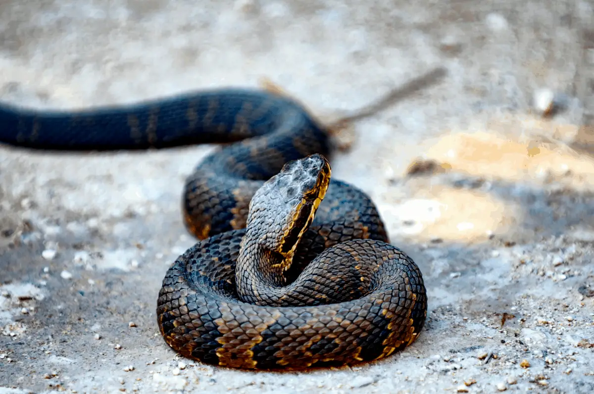 How to Identify Water Moccasin? Ninja Camping