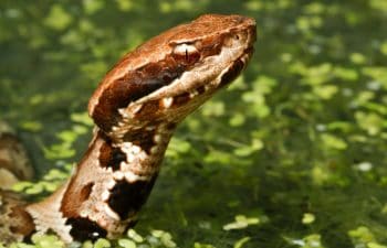 How Long Can A Water Moccasin Stay Under Water