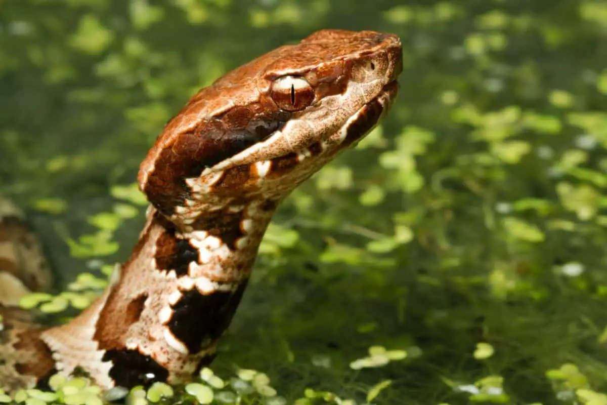 How Long Can A Water Moccasin Stay Under Water