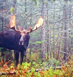 What To Do If You See A Moose In The Woods