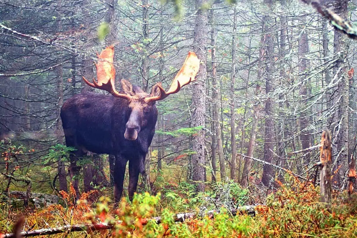 What To Do If You See A Moose In The Woods