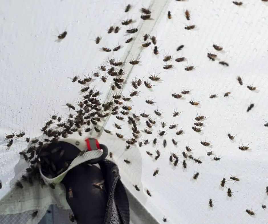 How To Get Flies Out Of Tent?