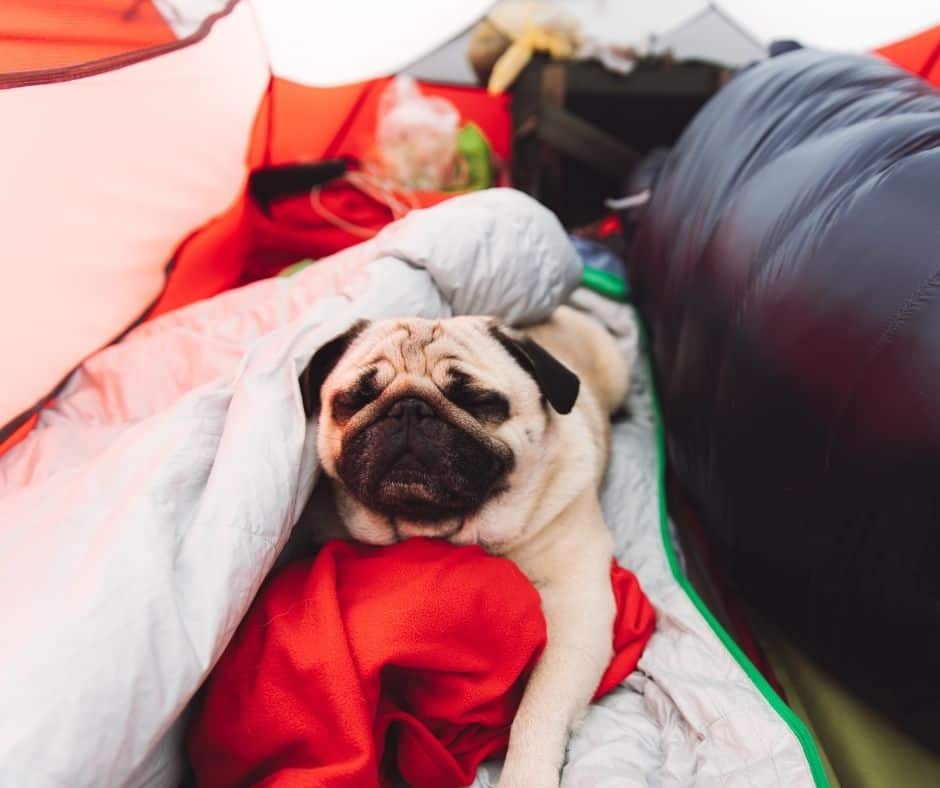 How To Keep Dog Warm In Tent?