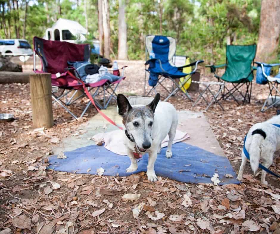 How To Keep Your Dog Cool When Camping?